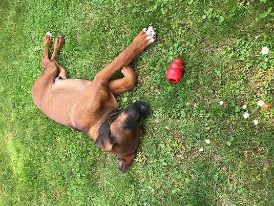 Urlaub mit Hund im Hotel Admiral in Baden bei Wien Urlaub mit Hund im Hotel Admiral in Baden bei Wien