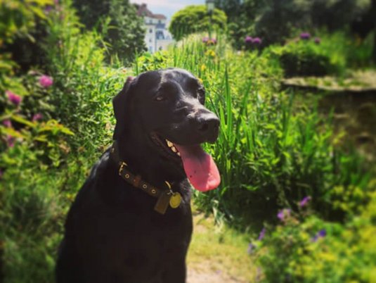 Urlaub mit Hund im Hotel Admiral in Baden bei Wien Urlaub mit Hund im Hotel Admiral in Baden bei Wien